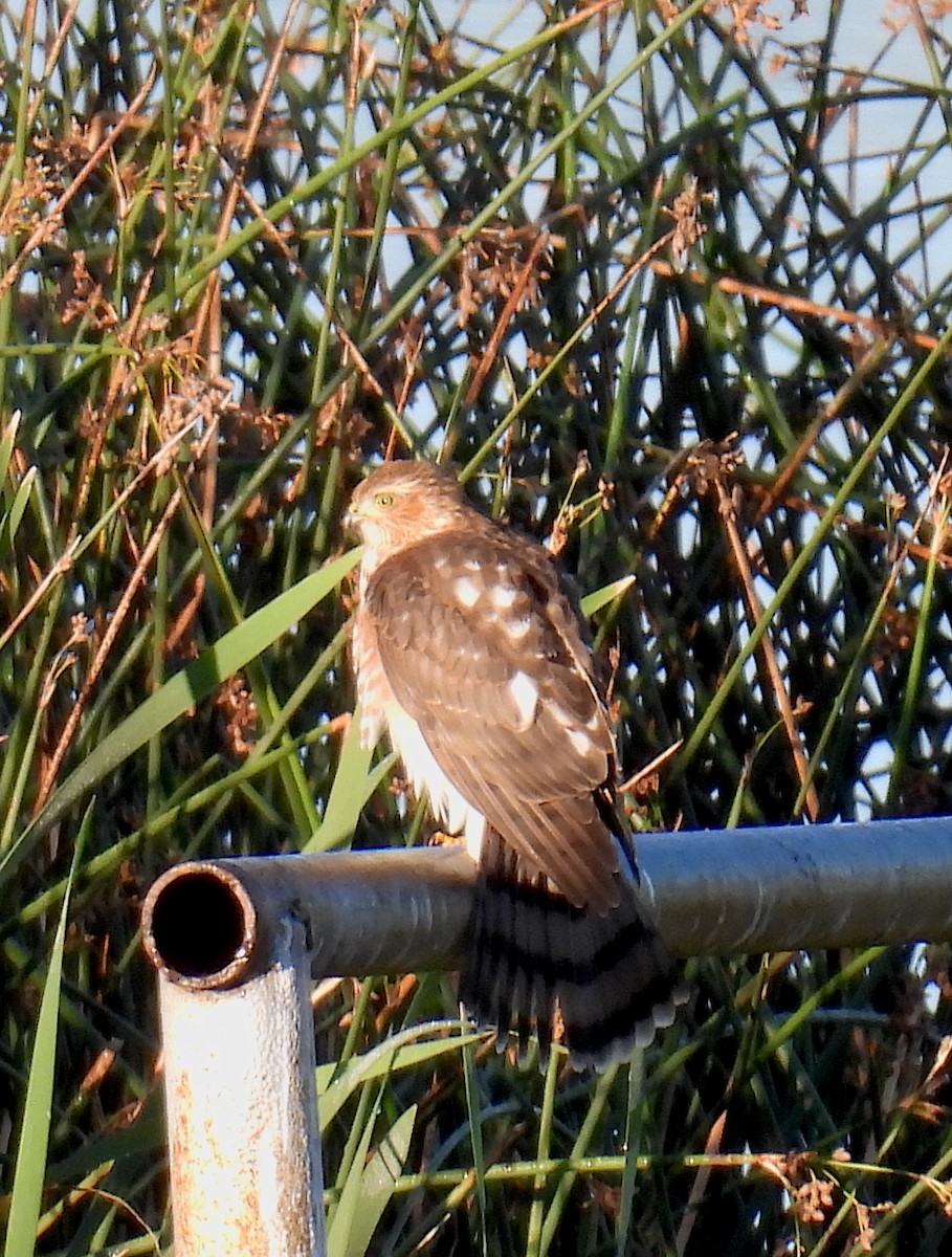 Cooper's Hawk - ML642220851