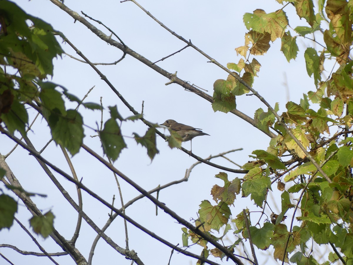 Gray-cheeked Thrush - ML642220855