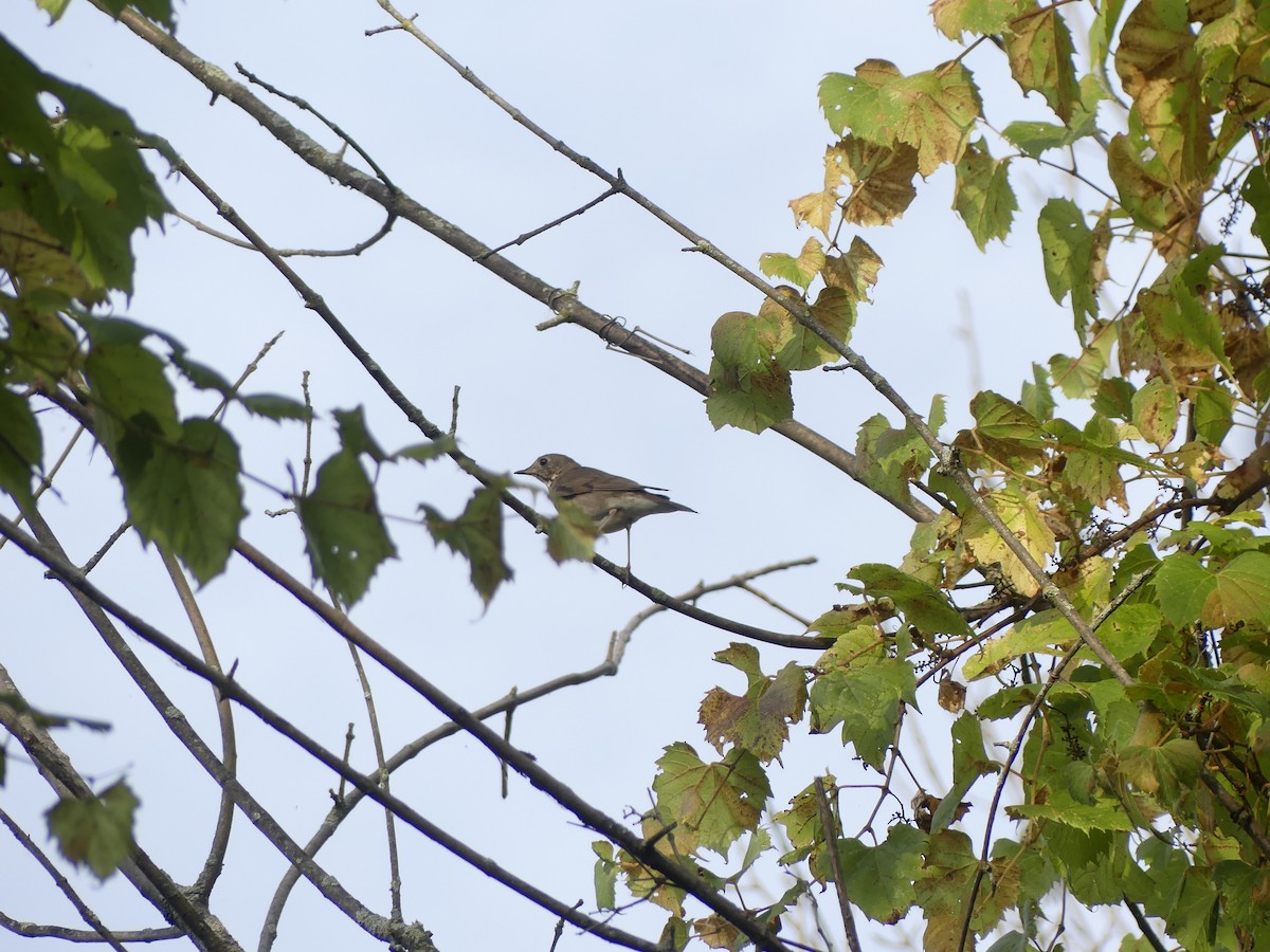 Gray-cheeked Thrush - ML642220859