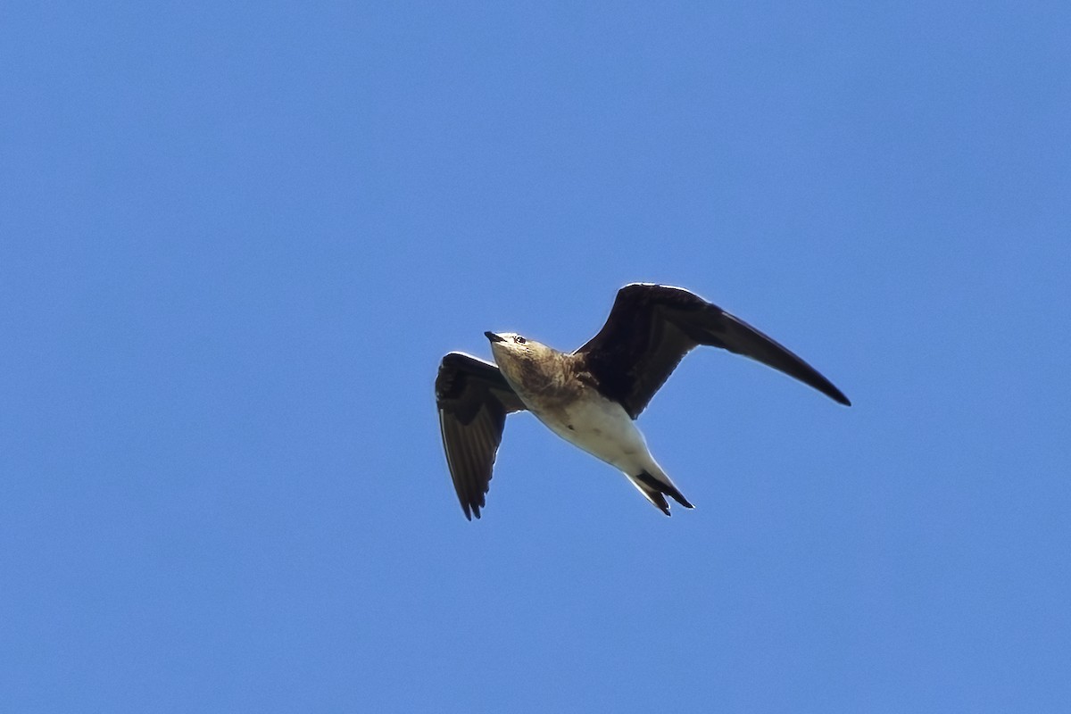 Black-winged Pratincole - ML642220891