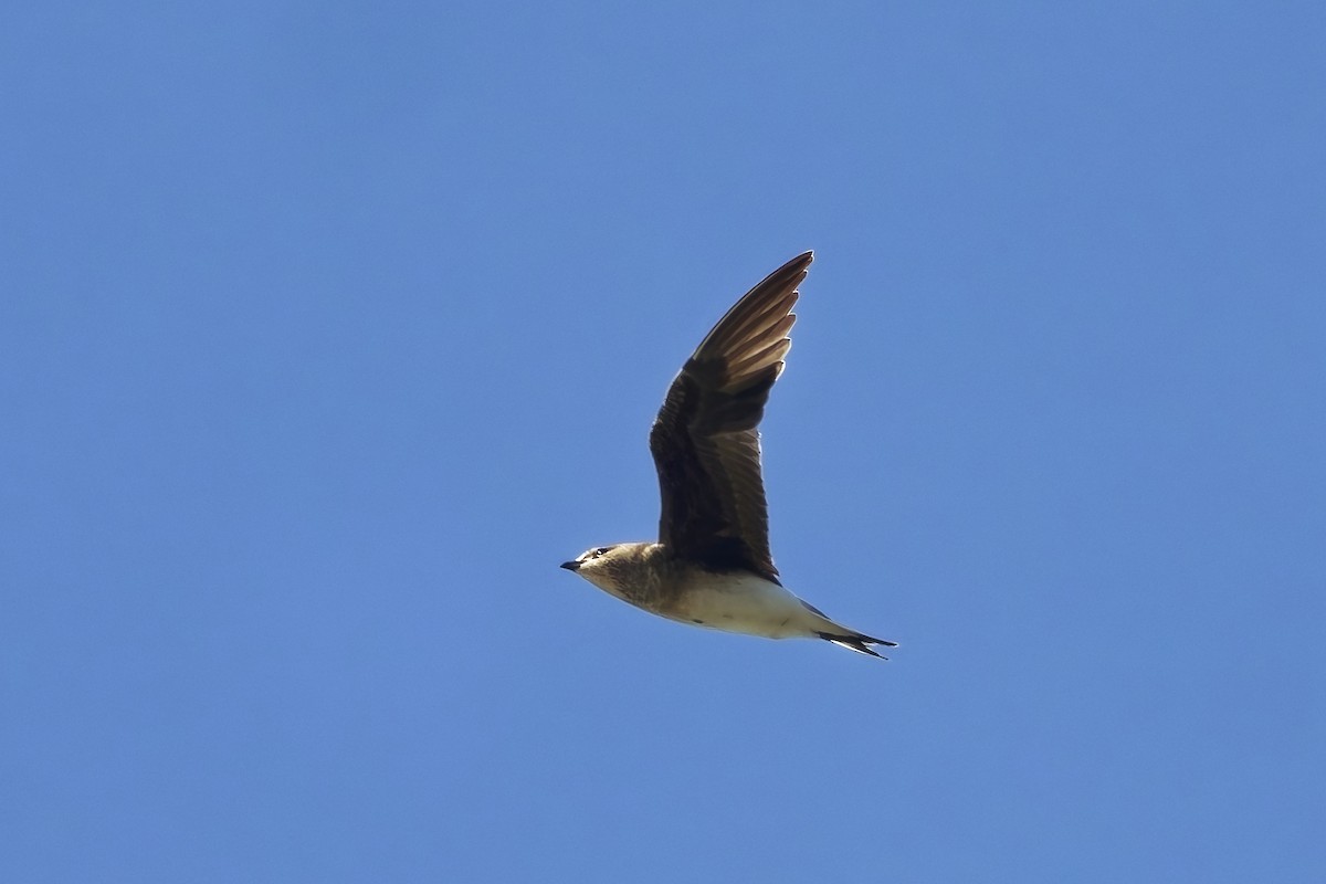 Black-winged Pratincole - ML642220892