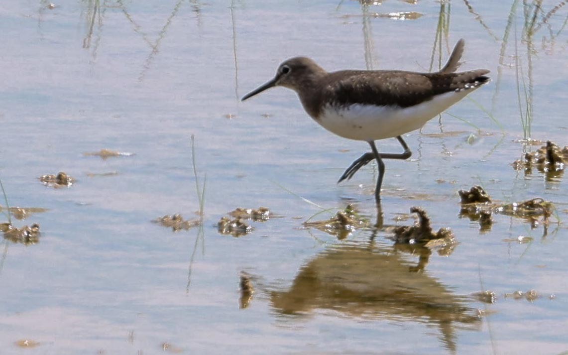 Waldwasserläufer - ML642220954
