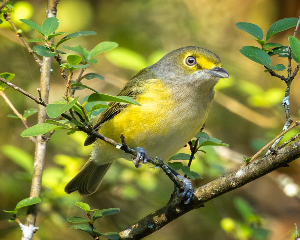 Weißaugenvireo - ML642220972