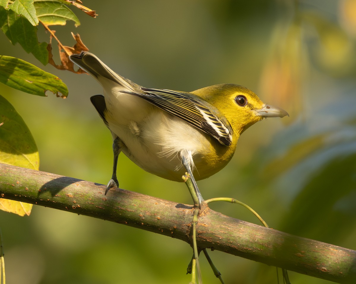 Gelbkehlvireo - ML642220977