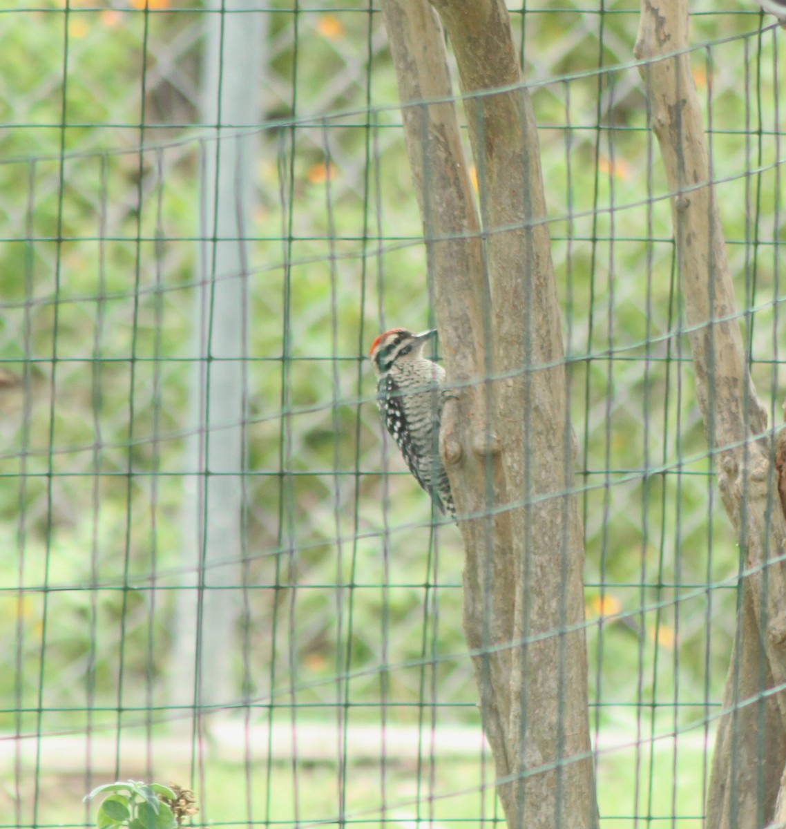 Ladder-backed Woodpecker - ML642220991