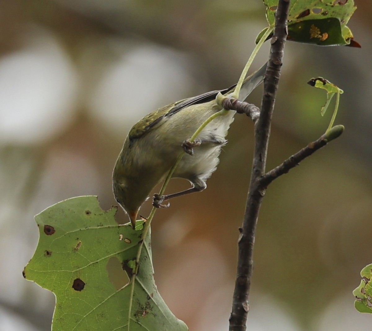 Tennessee Warbler - ML642221002