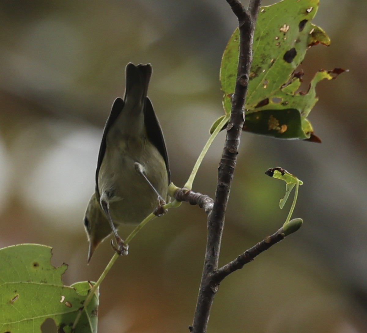 Tennessee Warbler - ML642221003
