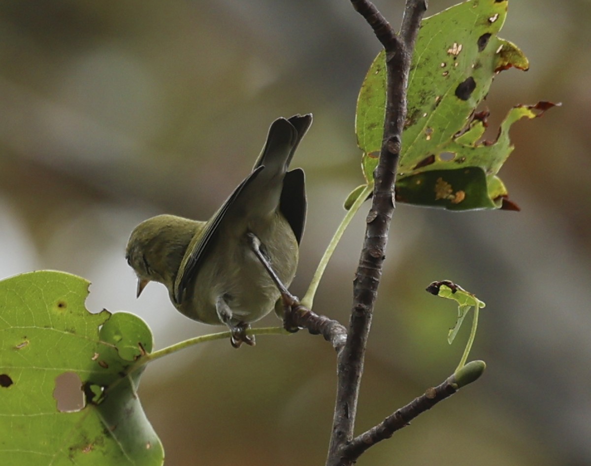 Tennessee Warbler - ML642221004