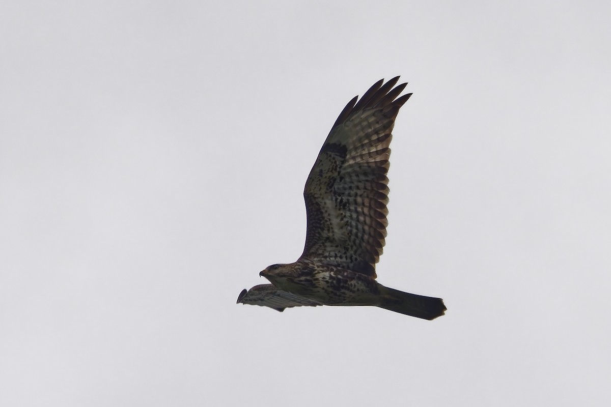 European Honey-buzzard - ML642221009