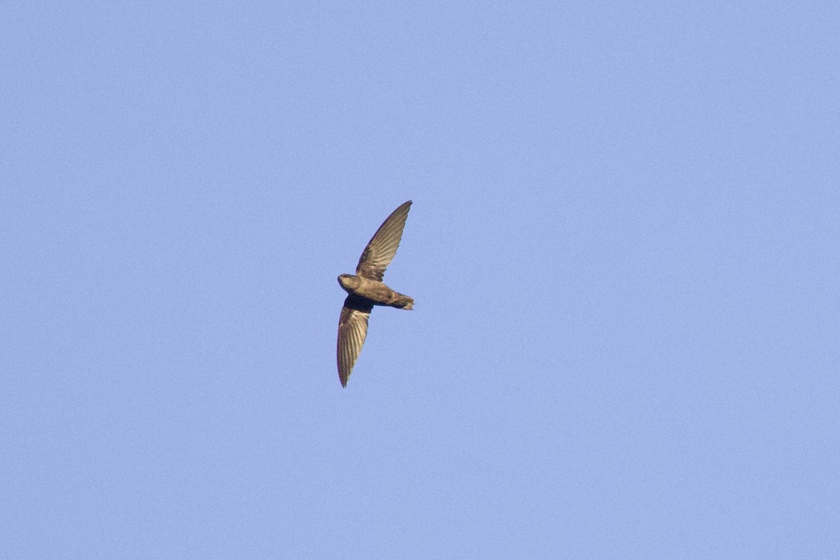 Chapman's Swift - ML642221023