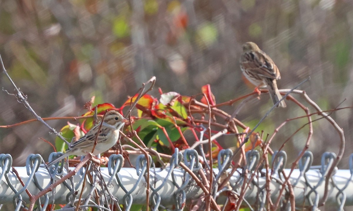 Clay-colored Sparrow - ML642221024