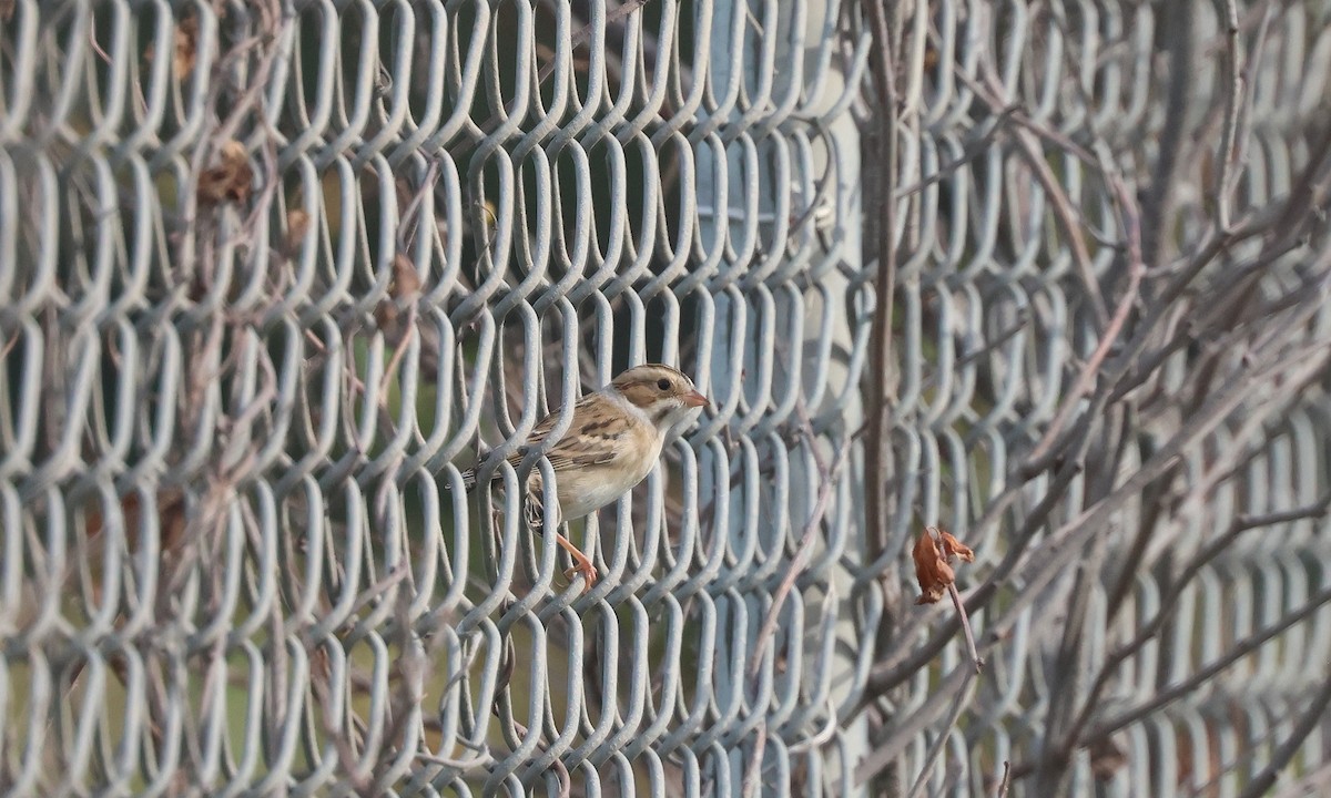 Clay-colored Sparrow - ML642221025