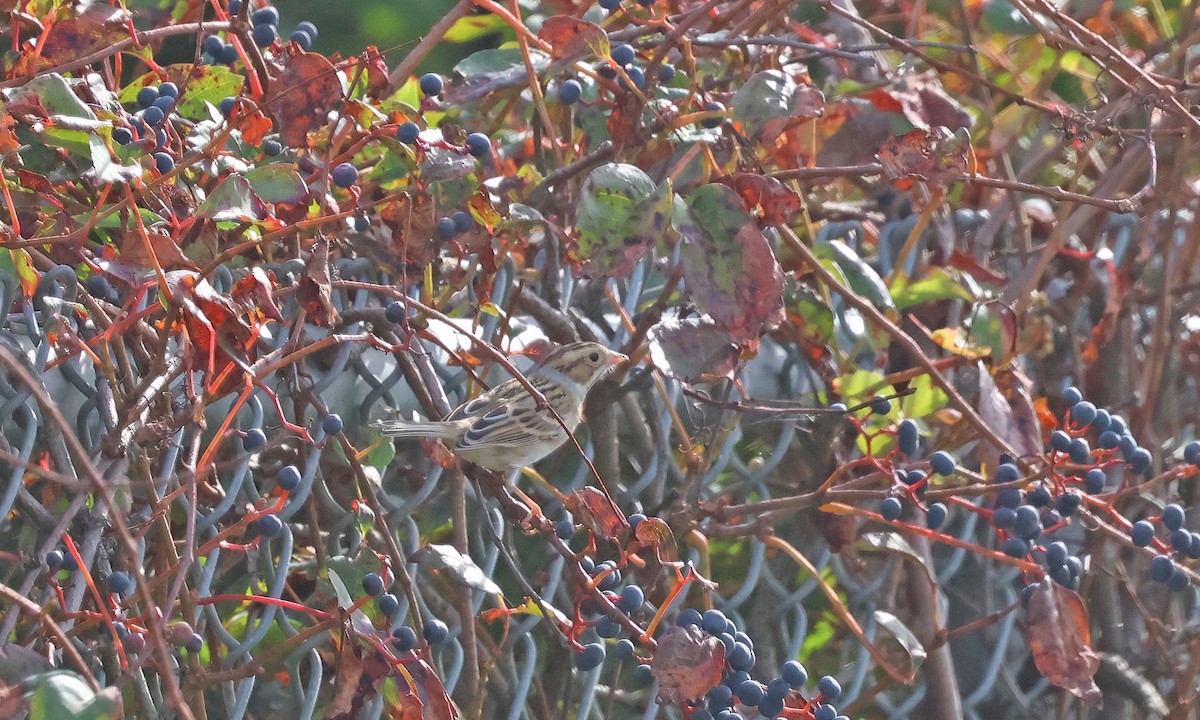 Clay-colored Sparrow - ML642221026