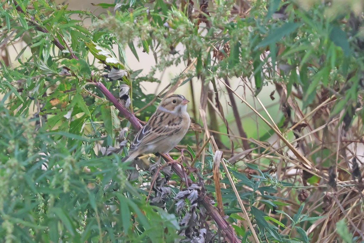 Clay-colored Sparrow - ML642221027