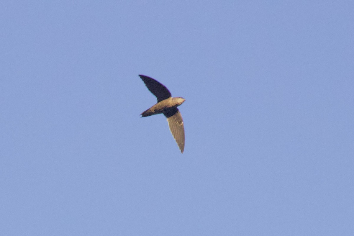 Chapman's Swift - ML642221029