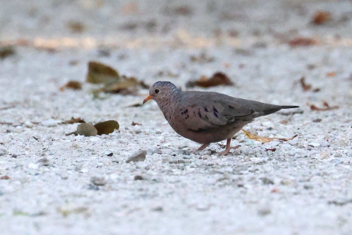 Common Ground Dove - ML642221035