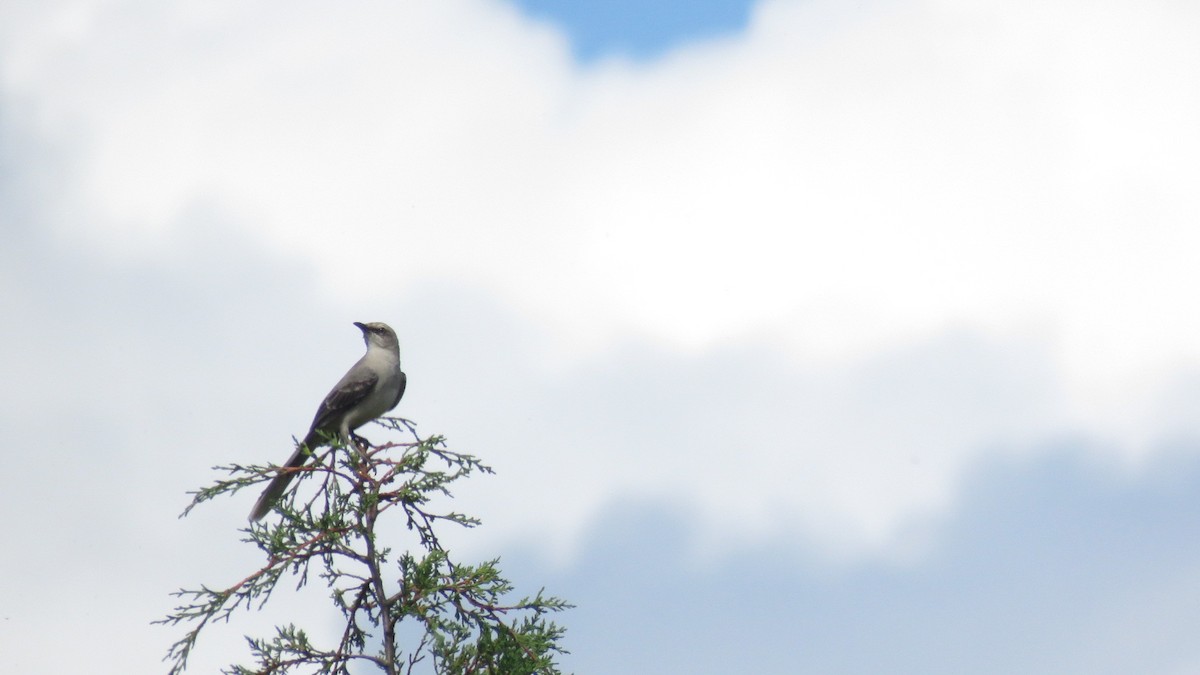 Tropical Mockingbird - ML642221039