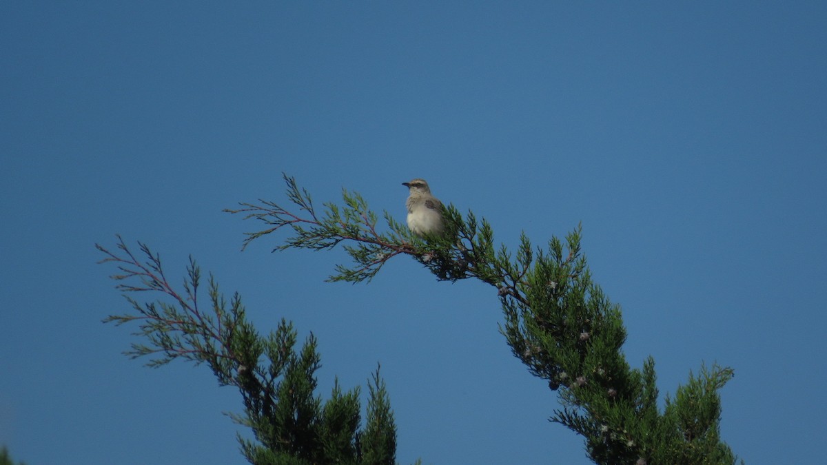 Tropical Mockingbird - ML642221040
