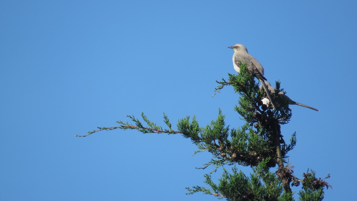 Tropical Mockingbird - ML642221041