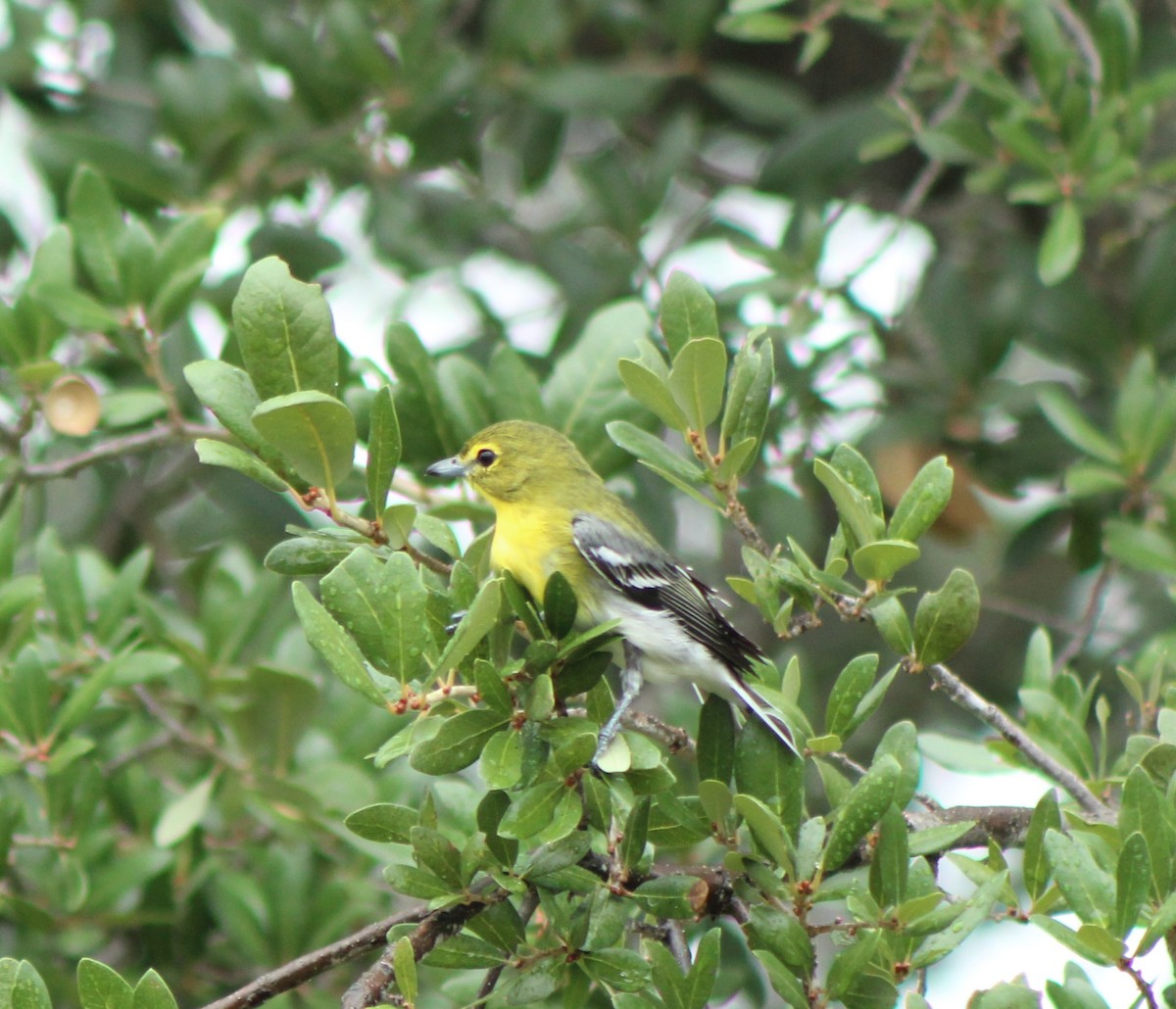 Yellow-throated Vireo - ML642221053