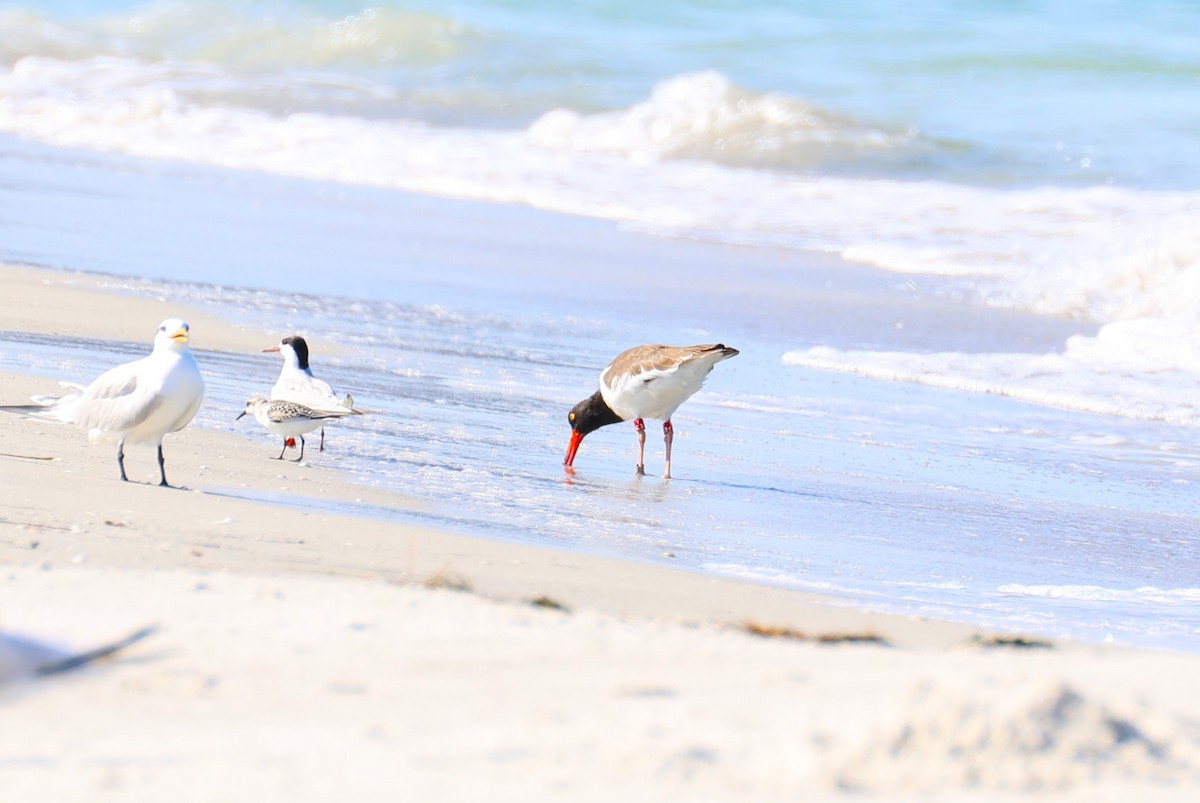 American Oystercatcher - ML642221059