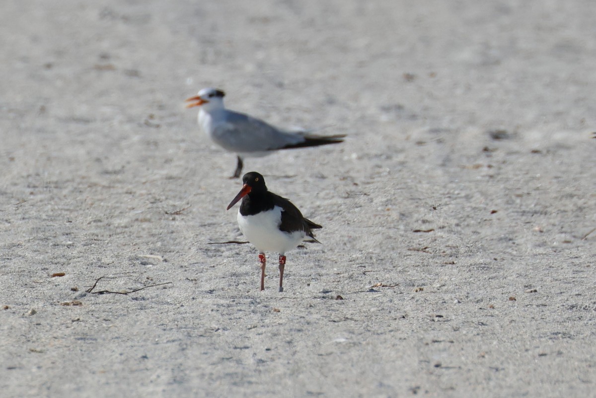 American Oystercatcher - ML642221060