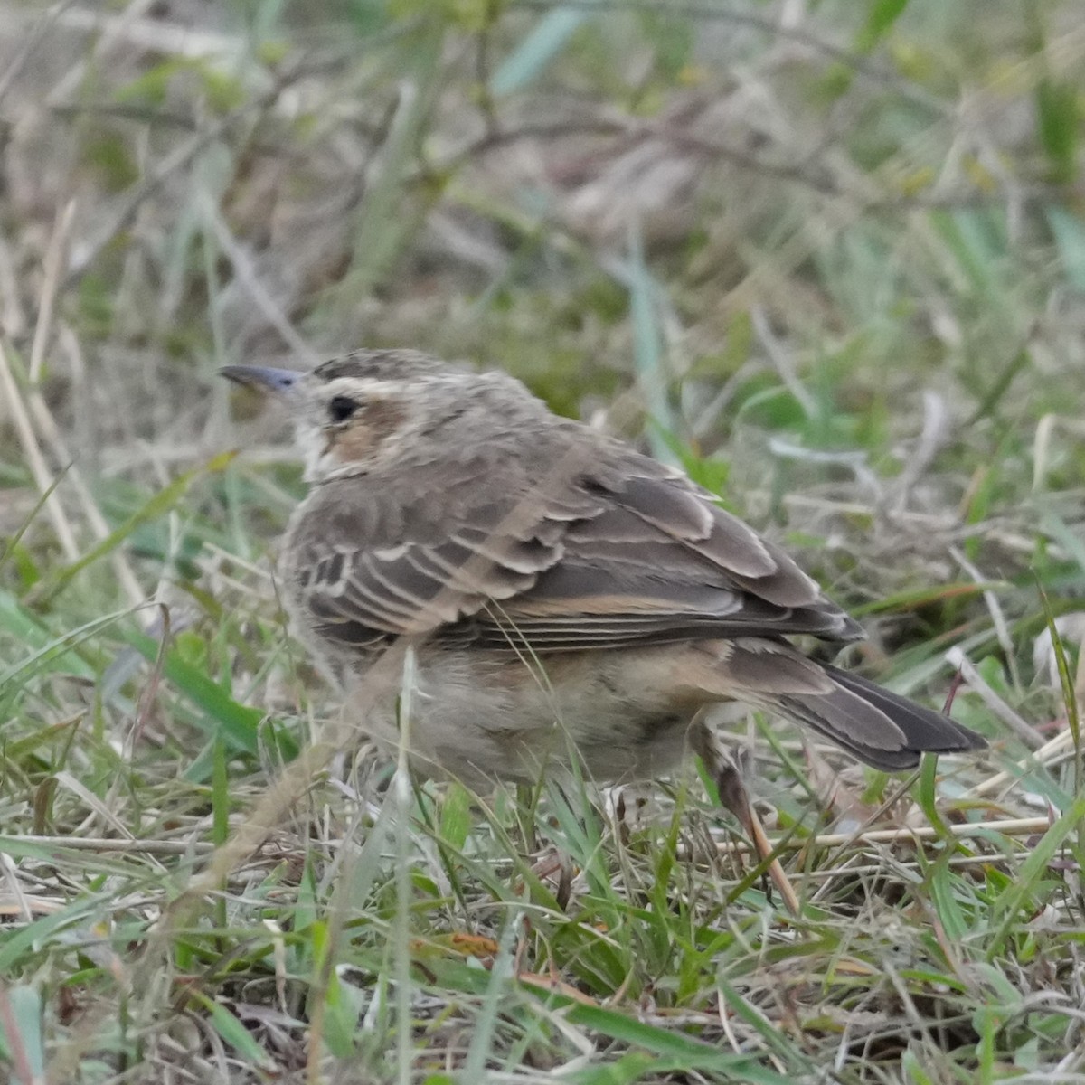 African Pipit - ML642221061