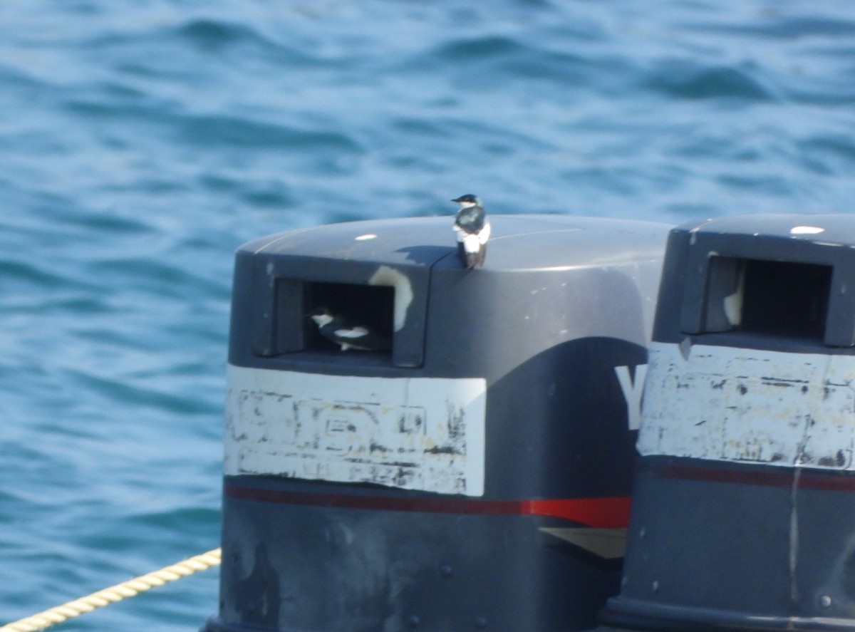 White-winged Swallow - ML642221066