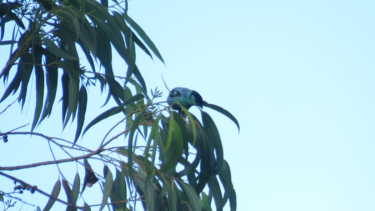 Black-capped Tanager - ML642221069