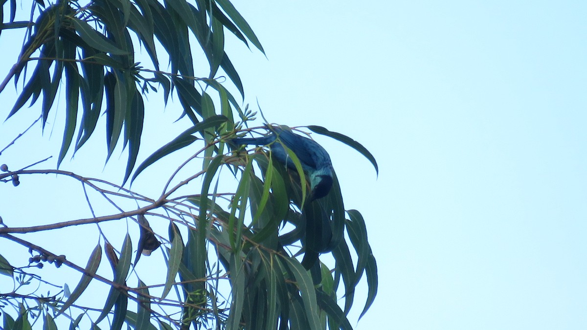 Black-capped Tanager - ML642221070