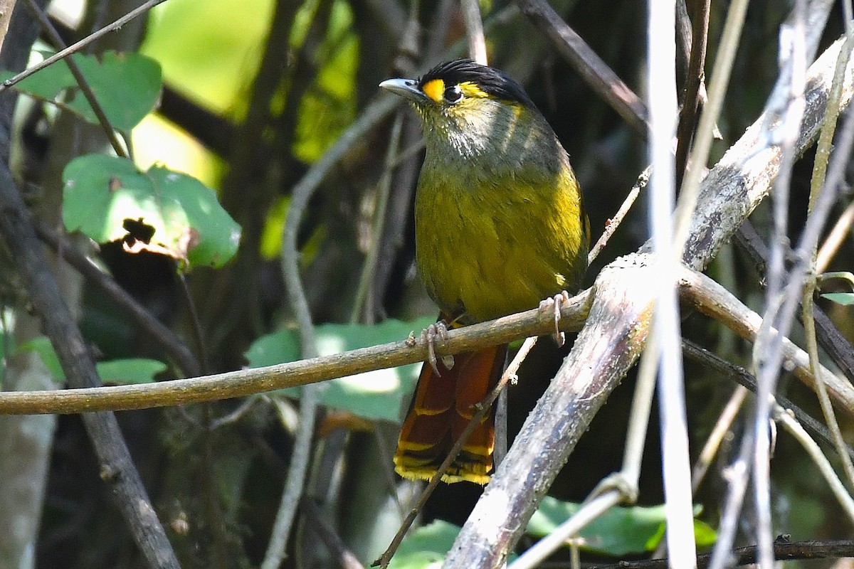 Bugun Liocichla - ML642221072