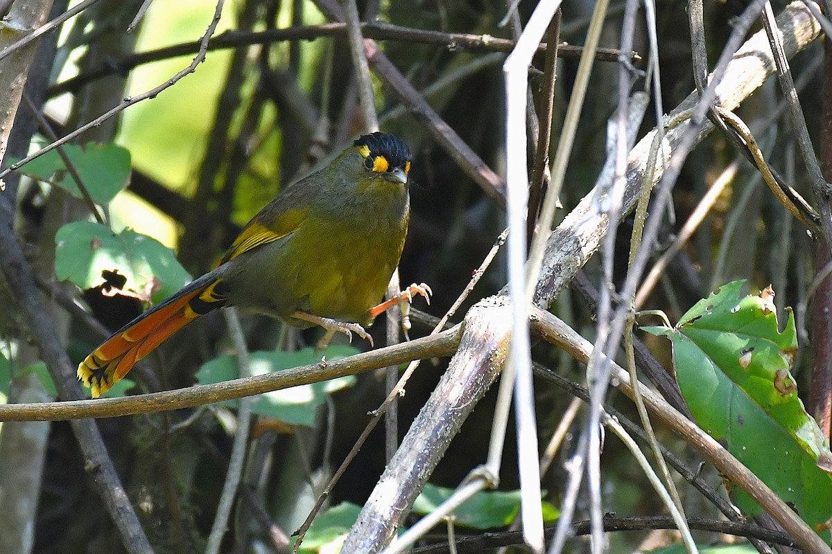 Bugun Liocichla - ML642221073