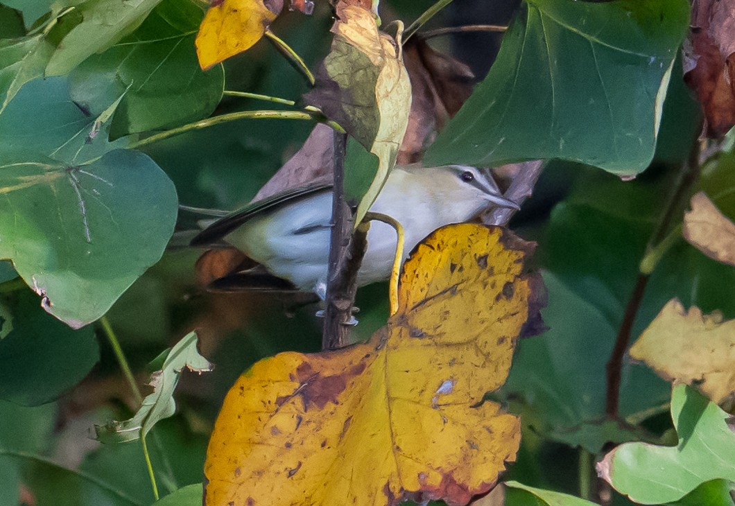 Vireo begigorria - ML642221074
