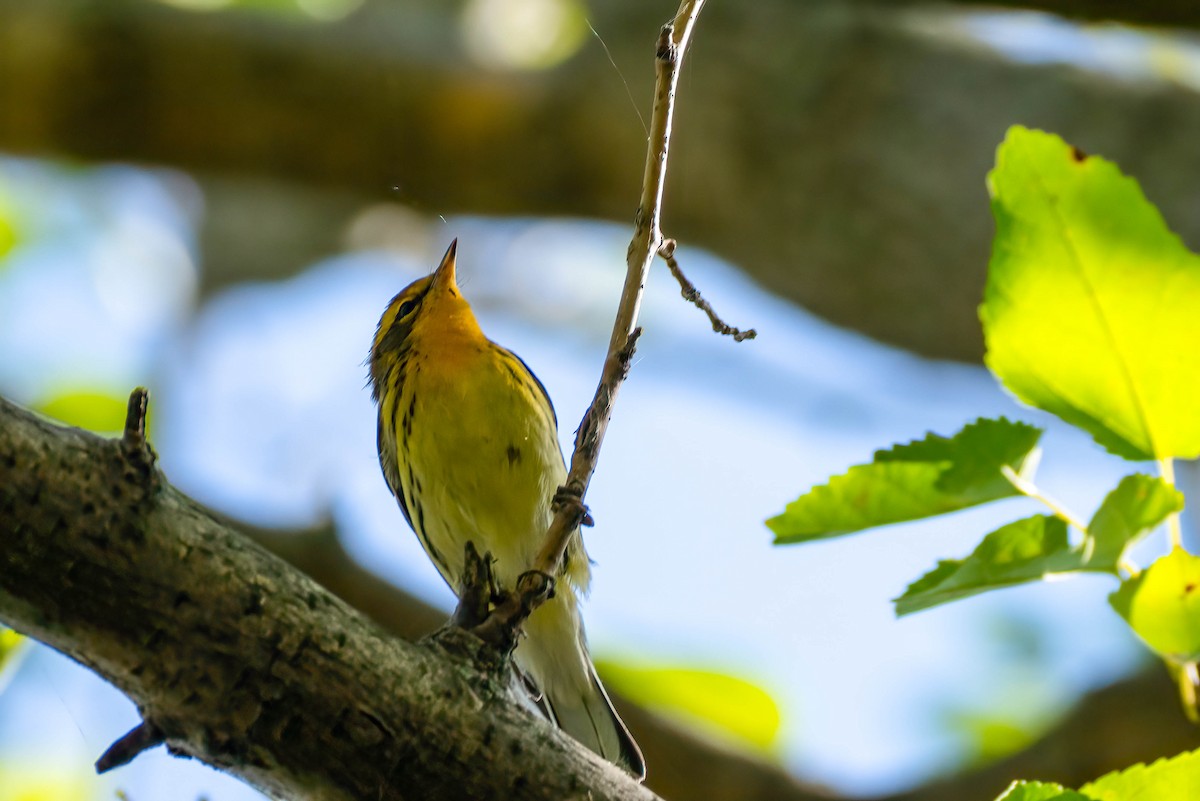 Blackburnian Warbler - ML642221075