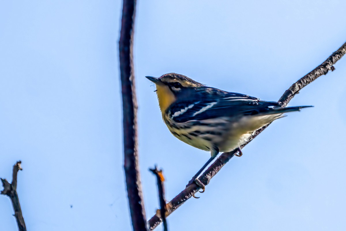 Blackburnian Warbler - ML642221076