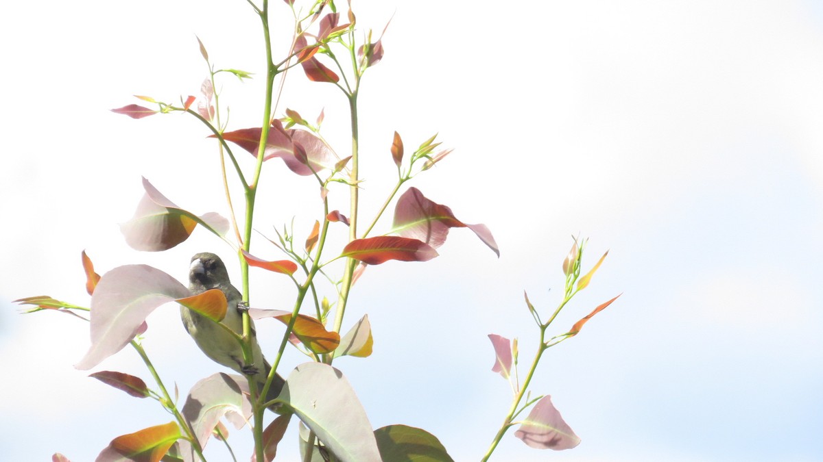 Yellow-bellied Seedeater - ML642221078