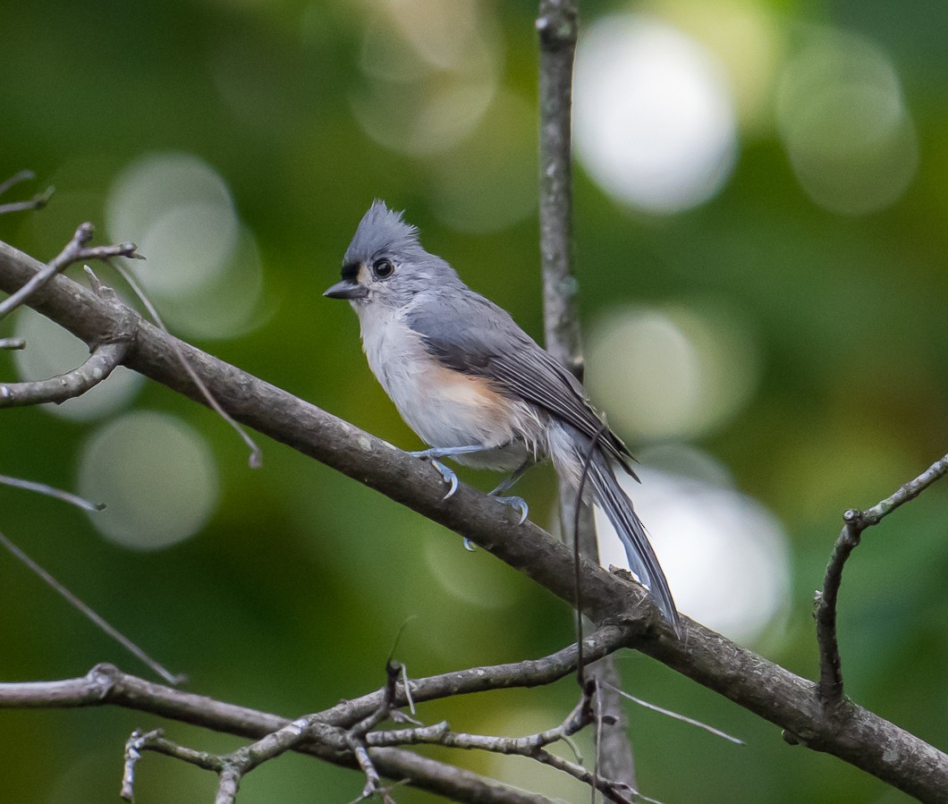 Tufted Titmouse - ML642221079