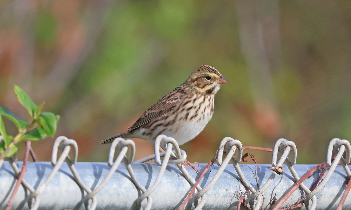 Savannah Sparrow - ML642221080