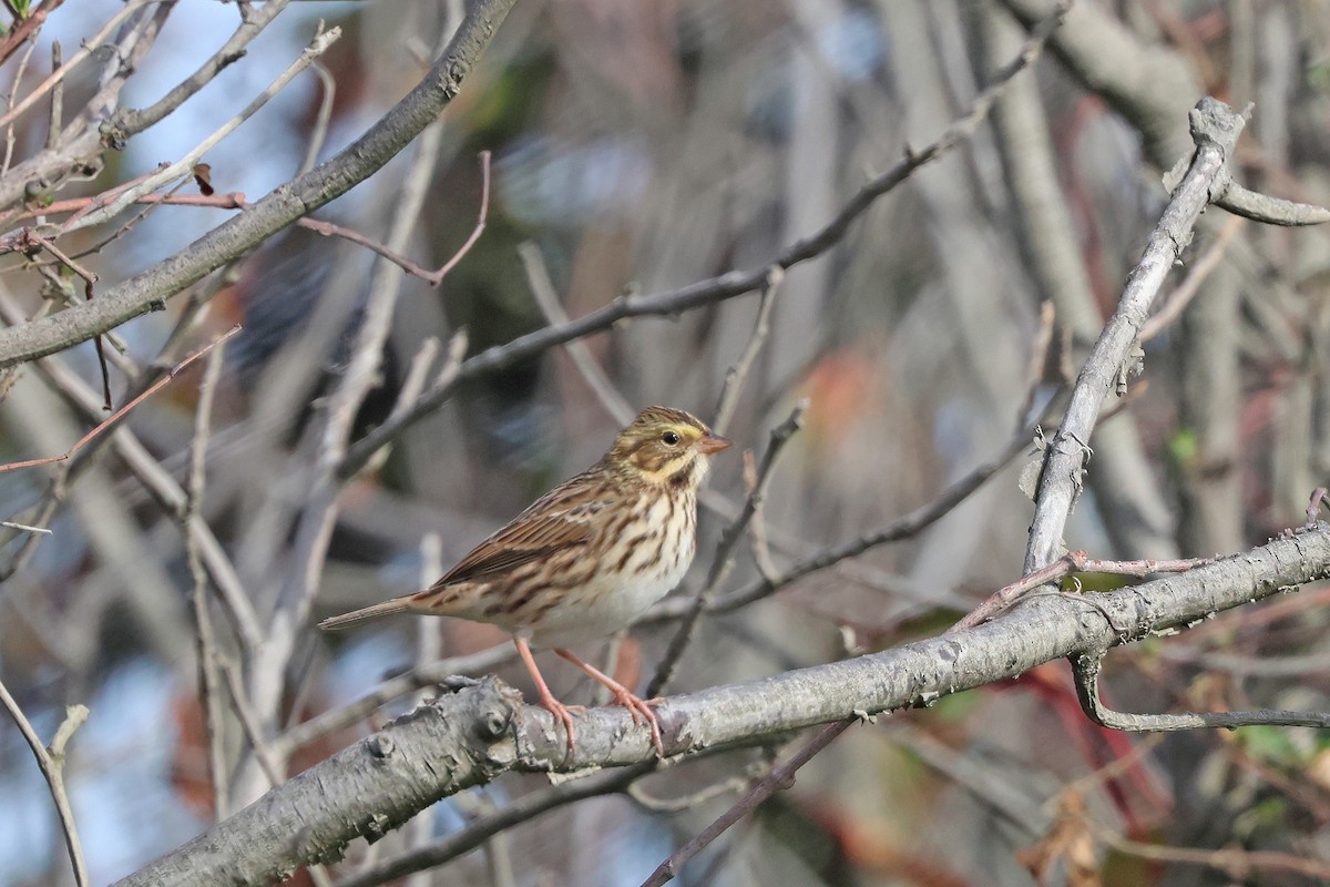 Savannah Sparrow - ML642221081