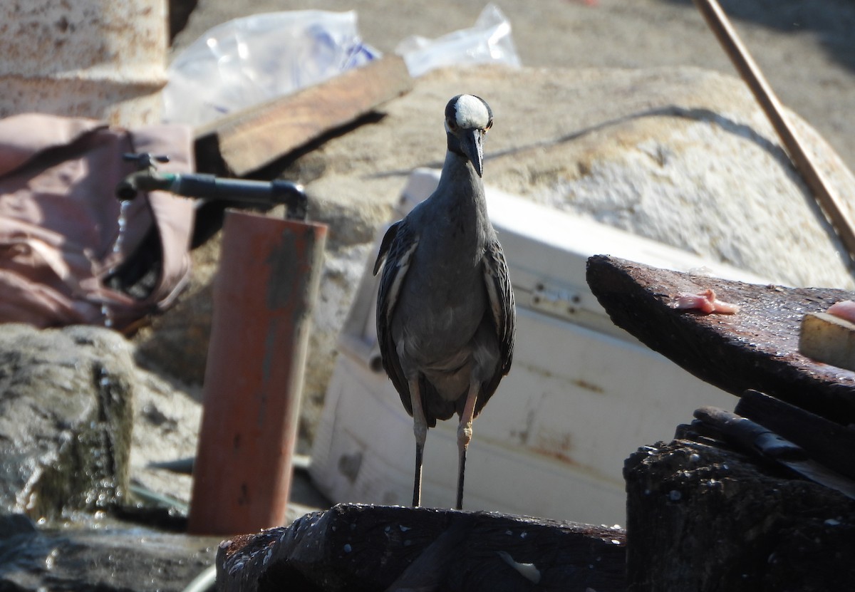 Yellow-crowned Night Heron - ML642221082