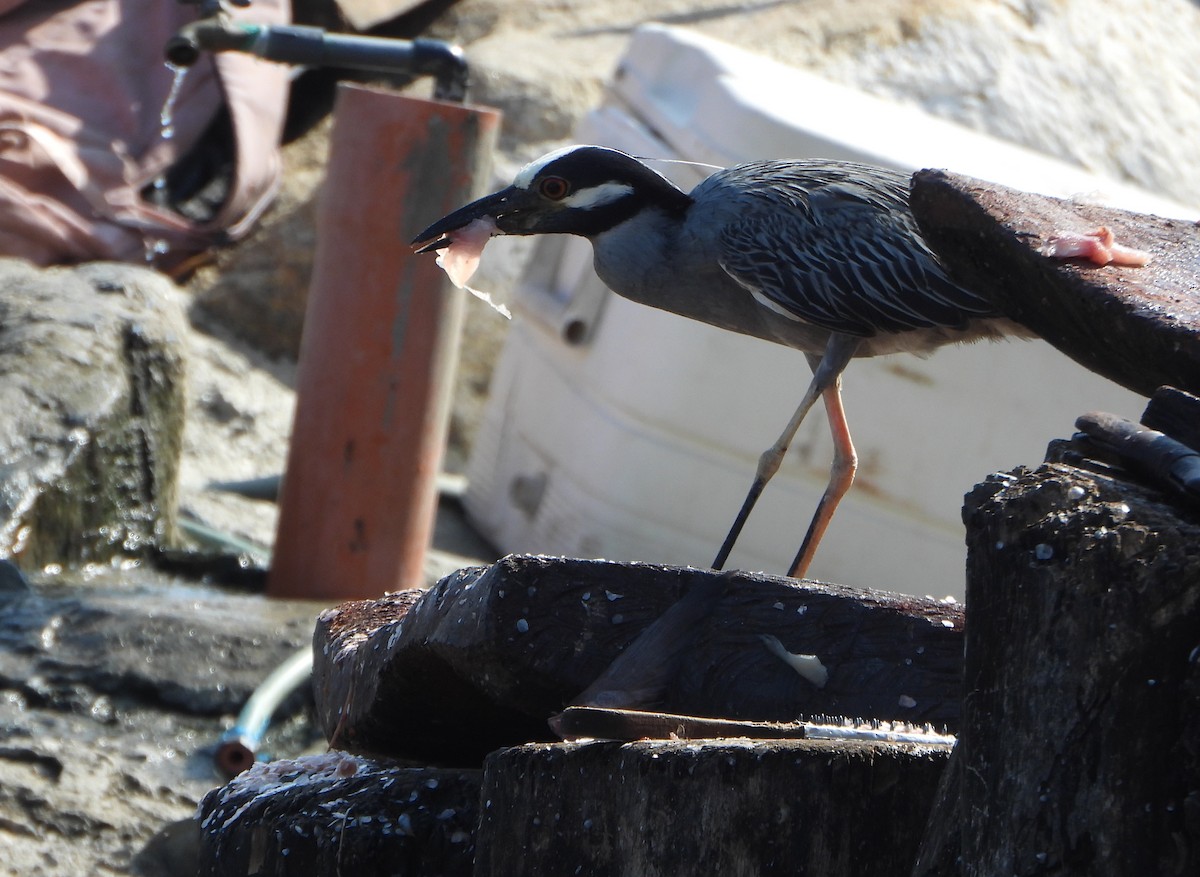 Yellow-crowned Night Heron - ML642221083