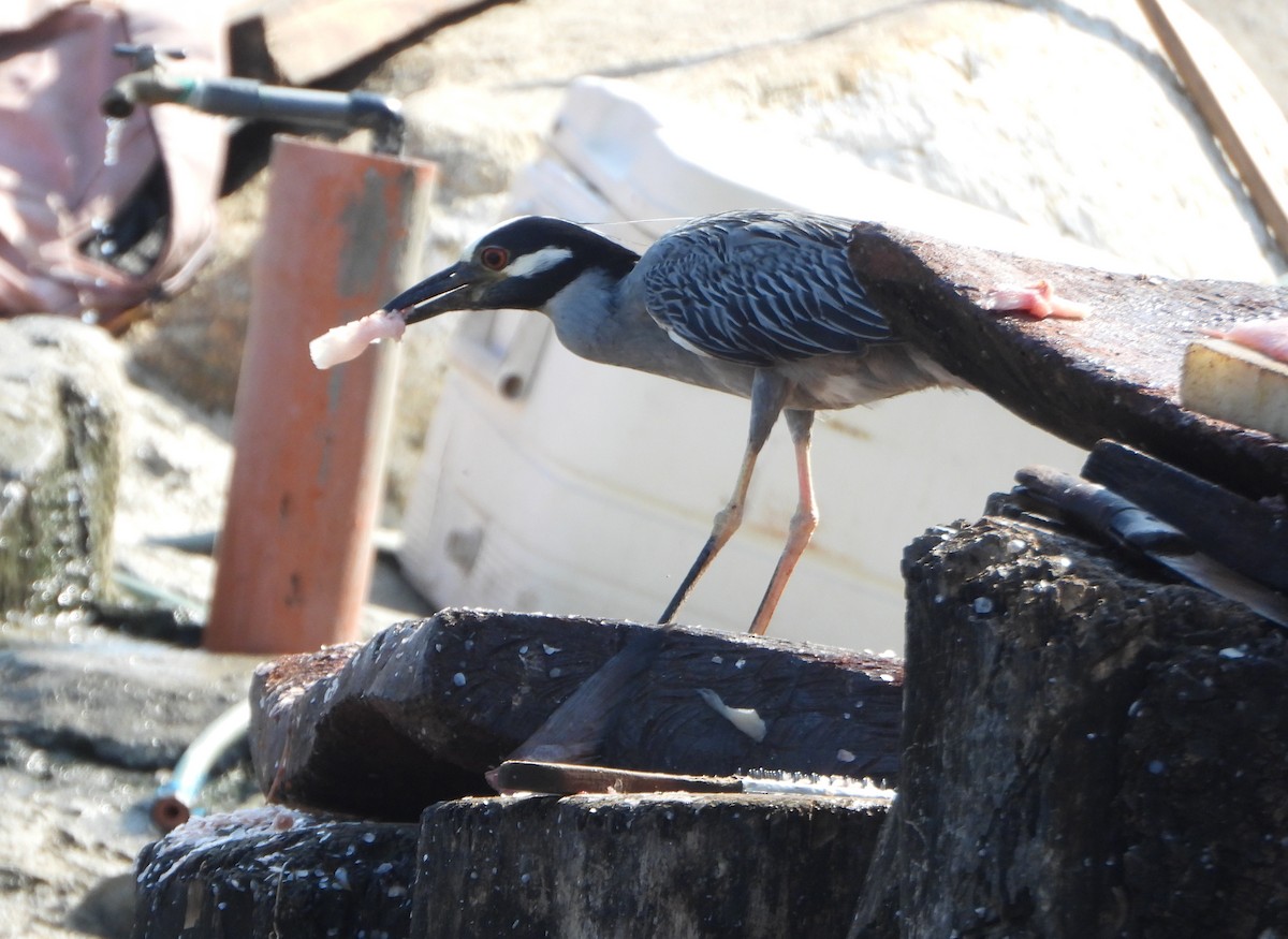 Yellow-crowned Night Heron - ML642221084