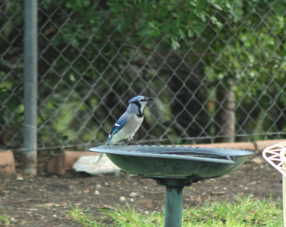 Blue Jay - ML642221087