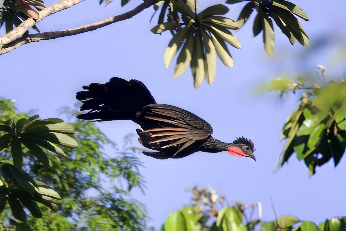 Spix's Guan - ML642221088