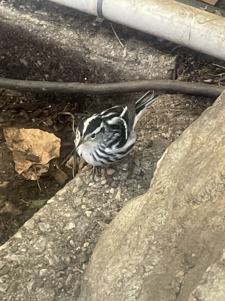Black-and-white Warbler - ML642221128