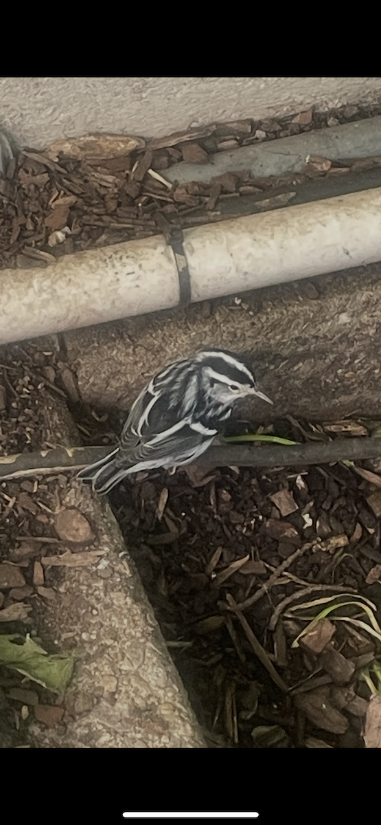 Black-and-white Warbler - ML642221129