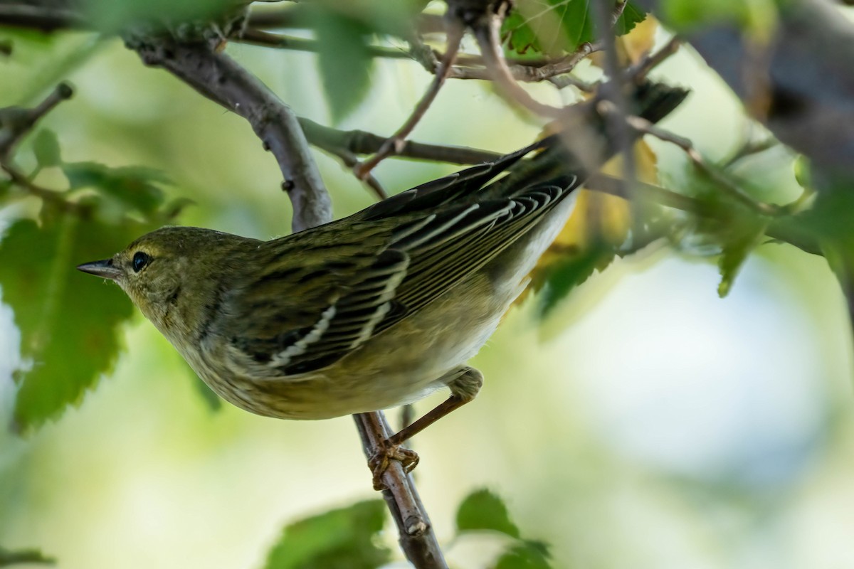 Paruline rayée - ML642221133