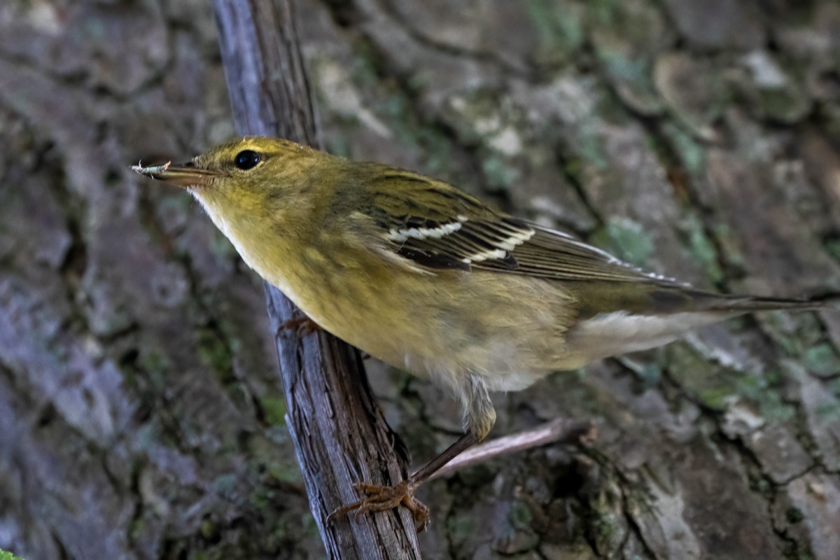 Paruline rayée - ML642221134
