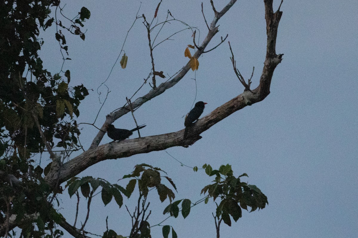 Black-fronted Nunbird - ML642221151