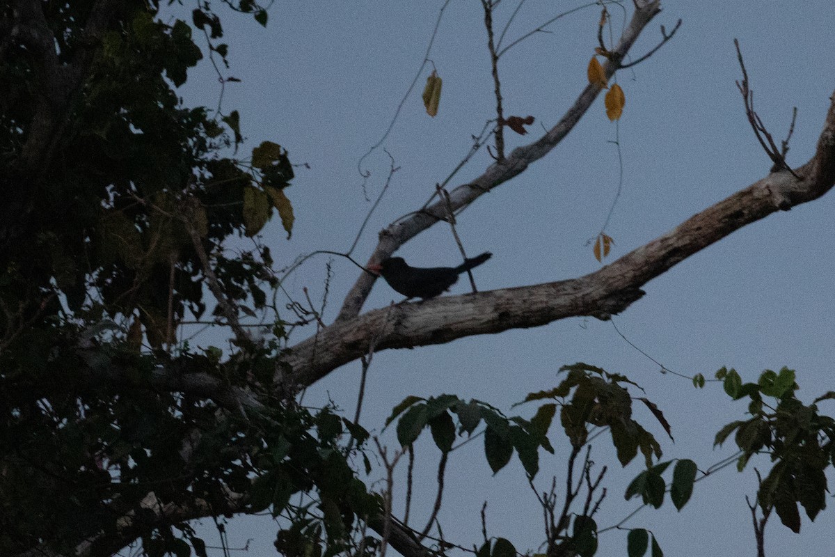 Black-fronted Nunbird - ML642221152